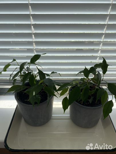 Фикус бенджамина