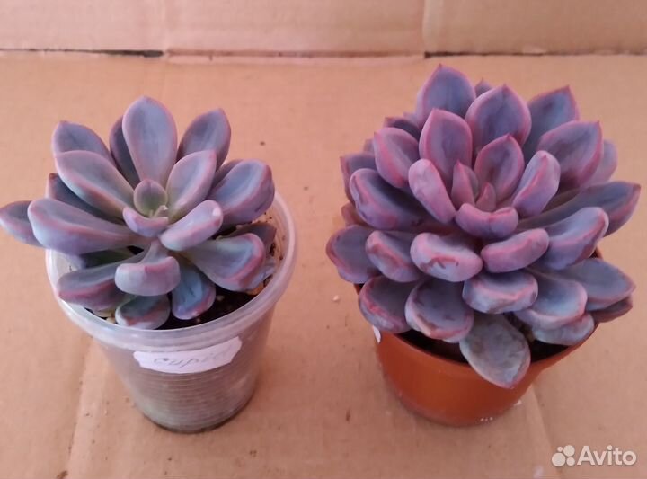 Суккуленты Часть 1