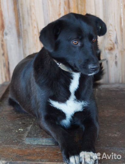 Собака в самые добрые руки