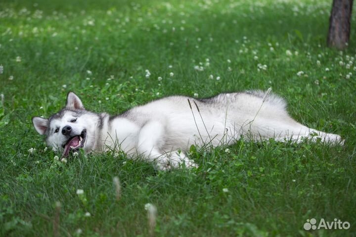 Аляскинский маламут