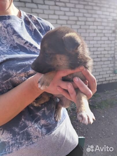 Щенок в добрые руки бесплатно