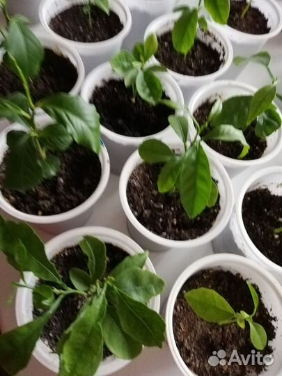 Мандарин Апельсин Грейпфрут Лимон Свити