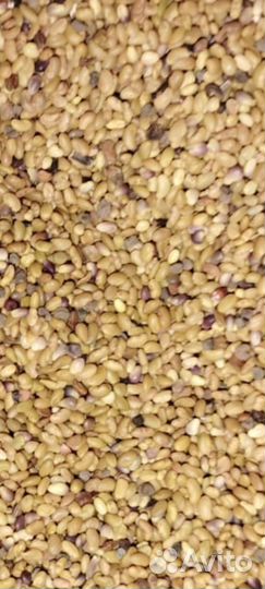 Семена люцерны элита