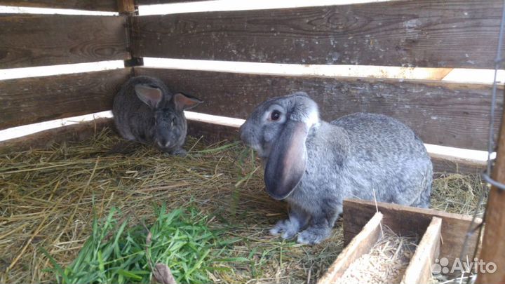 Кролики для разведения и на мясо