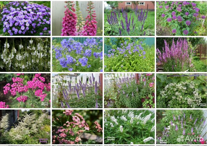 Саженцы многолетних цветов