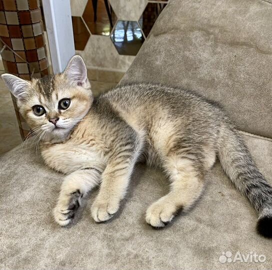 Котенок британская золотая шиншилла (девочка)