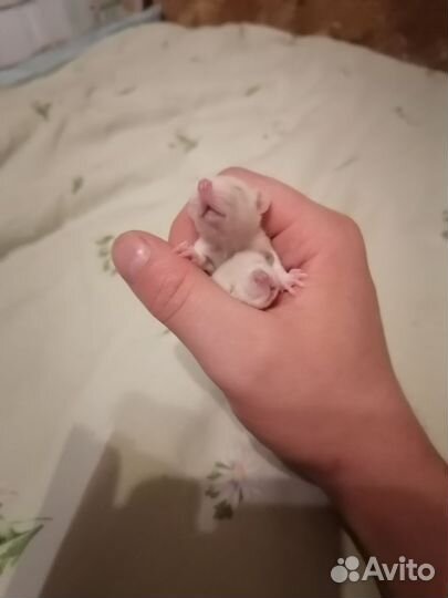 Крыски бесплатно