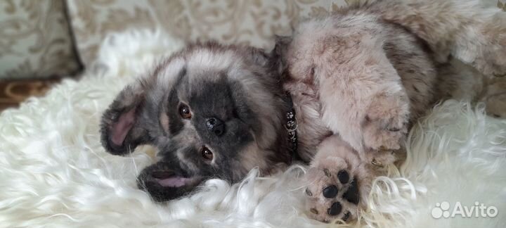 Щенки на заказ