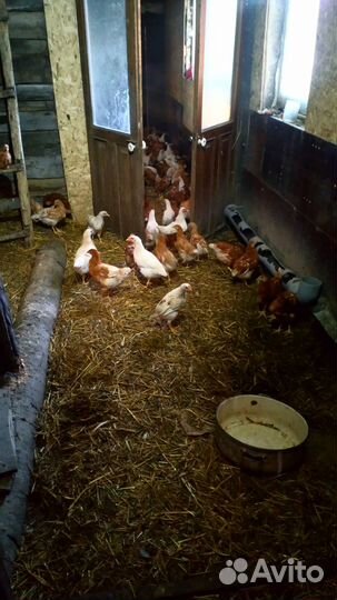 Куры-несушки