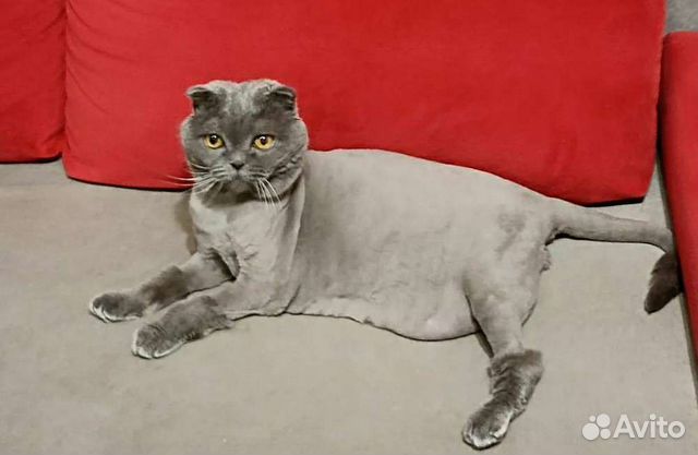 Стрижка/груминг кошек,собак,кроликов