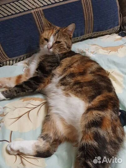 Зооняня, передержка котов и грызунов