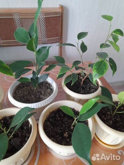 Фикус бенджамина