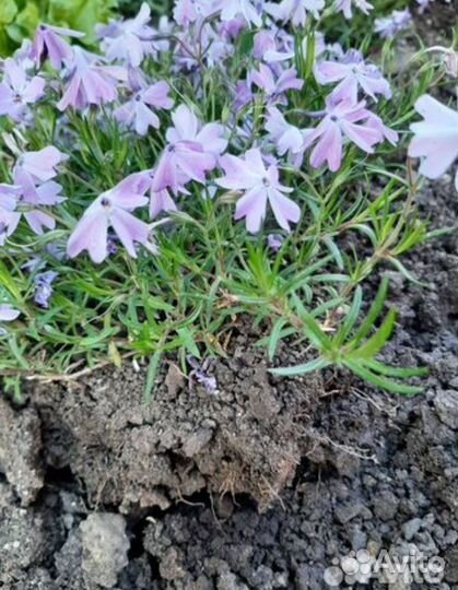 Флокс шиловидный (почвопокровный)