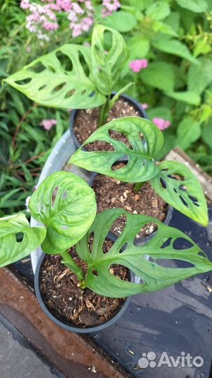 Монстера манки маск