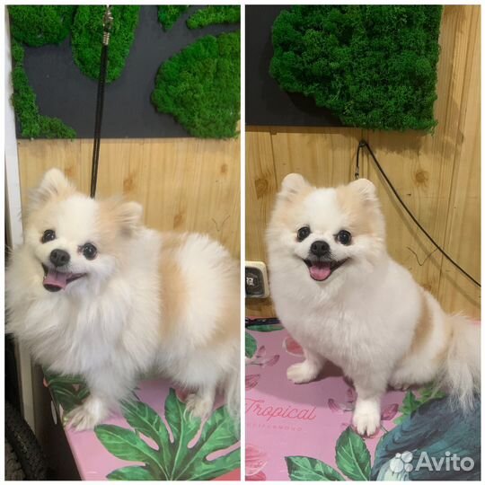 Груминг собак