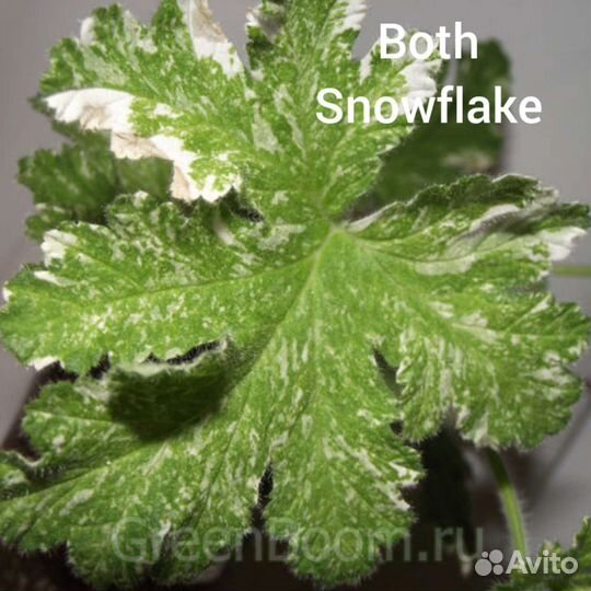 Пеларгония герань / душистые сорта