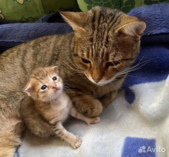 Котенок девочка от кошки мышеловки