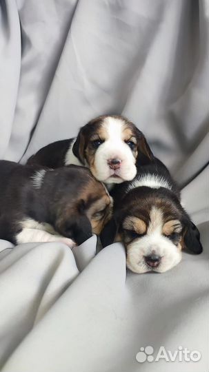 Щенки бигль