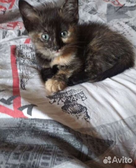 Котенок в дар