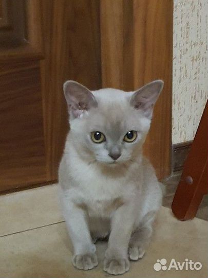 Бурма Клубные с документами к Новому Году