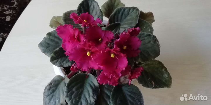 Комнатные цветы