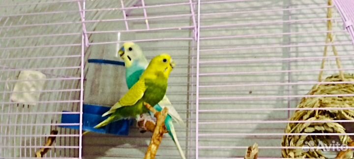 Пара волнистых попугайчиков