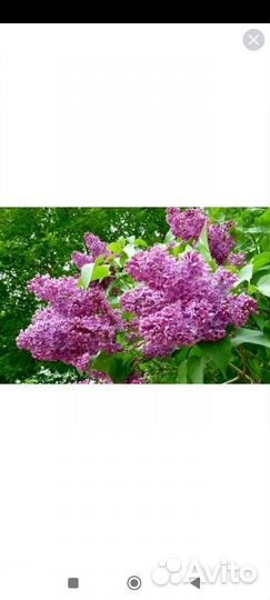 Саженцы персидской сирени