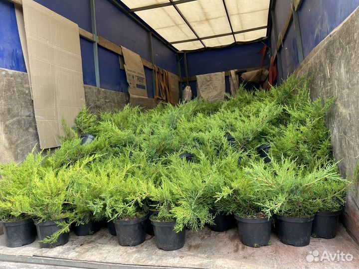 Можжевельник горизонтальный