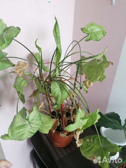 Отдам цветы