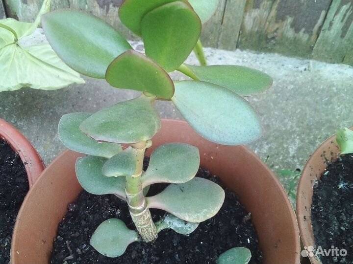 Комнатные растения цветы много разные