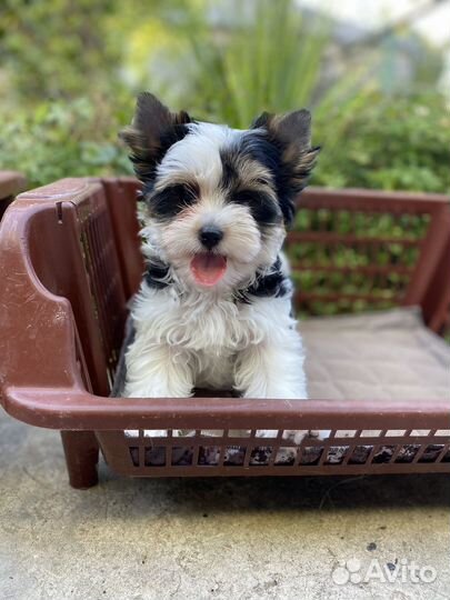 Бивер девочка