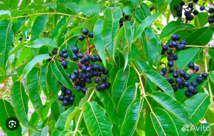 Саженцы Бархата Амурского (Пробковое дерево)