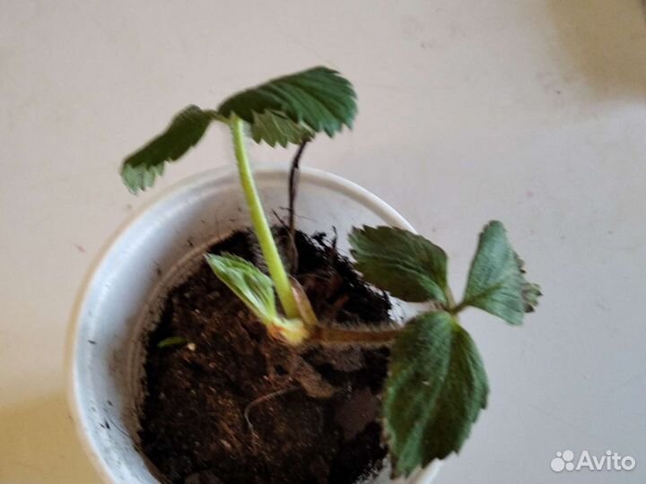 Земклуника 