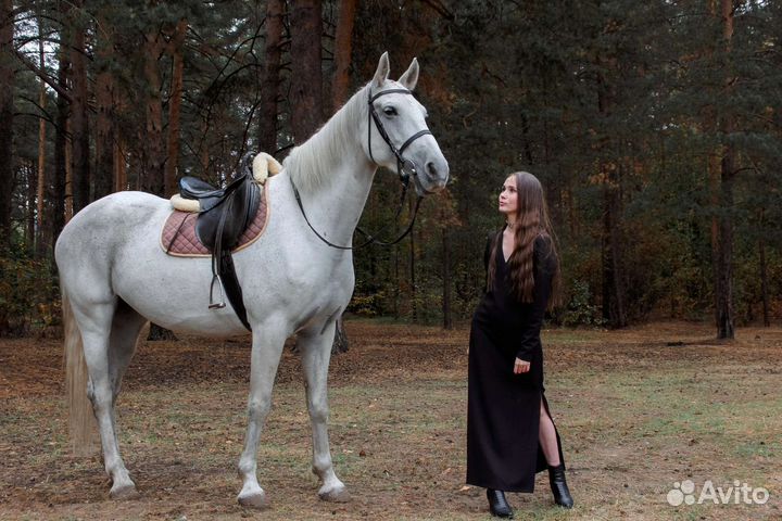 Конные прогулки, лошадь на праздник