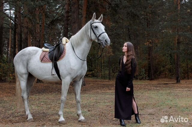 Конные прогулки, лошадь на праздник