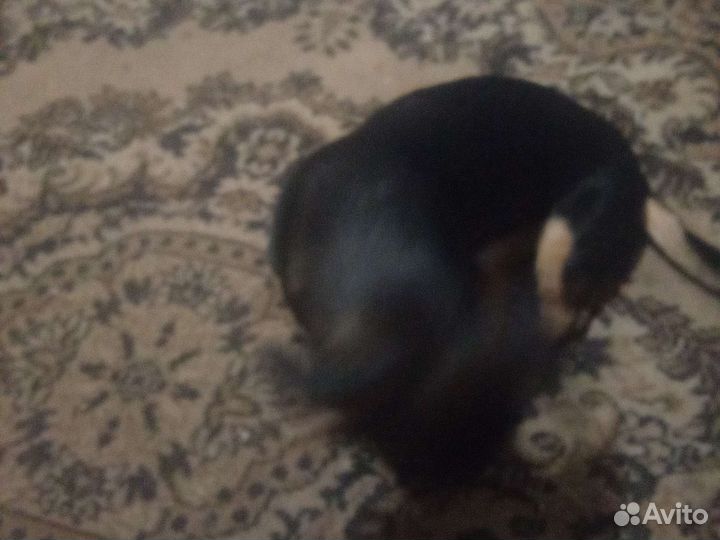 Собака такса пол года джокер