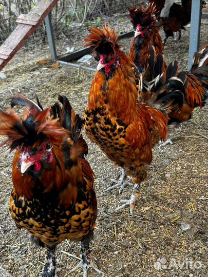 Молодые петухи