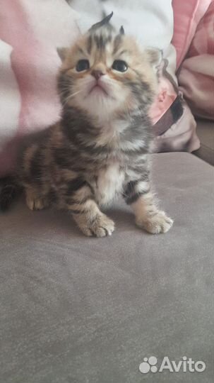 Шотландские котята