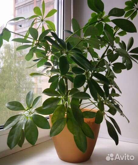 Шефлера шеффлера