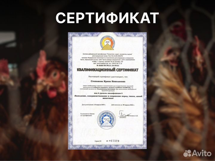 Куры-несушки