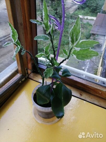 Домашние цветы в плошке и отростки