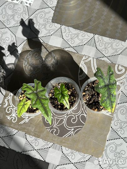 Алоказии жаклин, ниндзя, нью гвинея и т.д