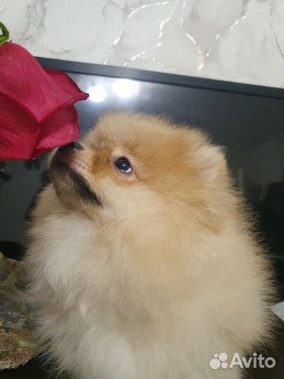 Щенки шпица