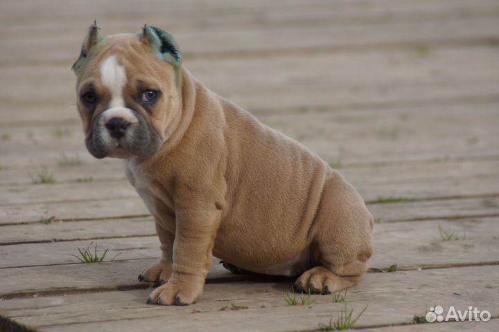 Девочка американский булли