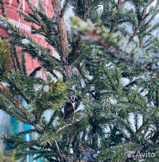 Живые елки