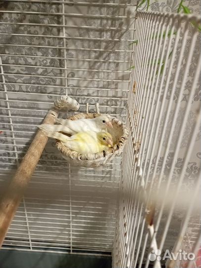 Кенара и канарейки