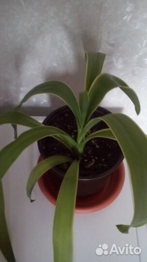 Пальма юкка