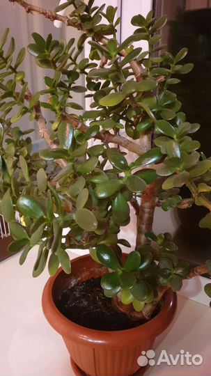 Толстянка/ денежное дерево/ бонсай
