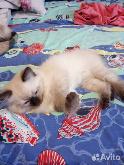 Котенок мальчик