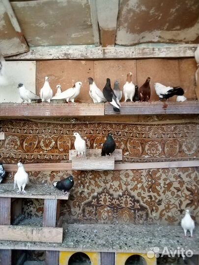 Продажа голубей